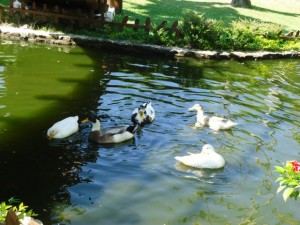 phoca_thumb_l_936175_408254869273001_1418005980_n