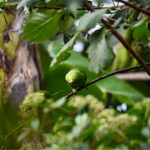 IMG-20171111-WA0027